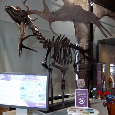Warwickshire Museum's Giant Irish Deer