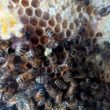 We're all Stories in the End: Mission Beepossible