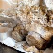 Warwickshire in 100 Objects: Snitterfield Elephant Skull