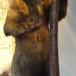 Warwickshire in 100 Objects: The Warwickshire Museum Bear