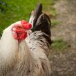 Presenting a Chicken as Evidence, in Kenilworth