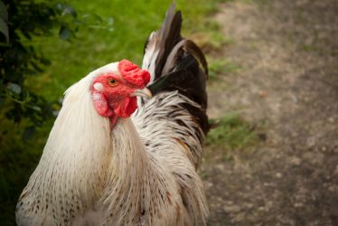 Presenting a Chicken as Evidence, in Kenilworth
