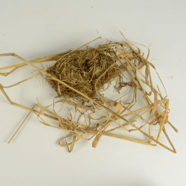 Warwickshire in 100 Objects: Nest of a Harvest Mouse