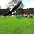 The Real Falconer's Quest