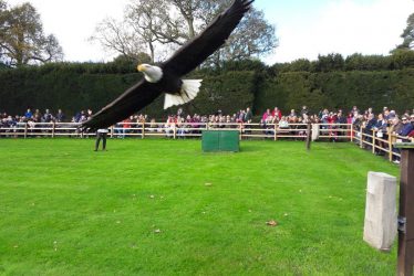 The Real Falconer's Quest