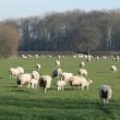 A Farming Family in Atherstone
