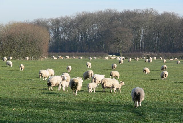 Lambs near Atherstone, 2008. | Photo © Mat Fascione (cc-by-sa/2.0). Originally uploaded to geograph