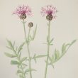 Warwickshire in 100 Objects: Flora Watercolour by Dorothy Cadbury