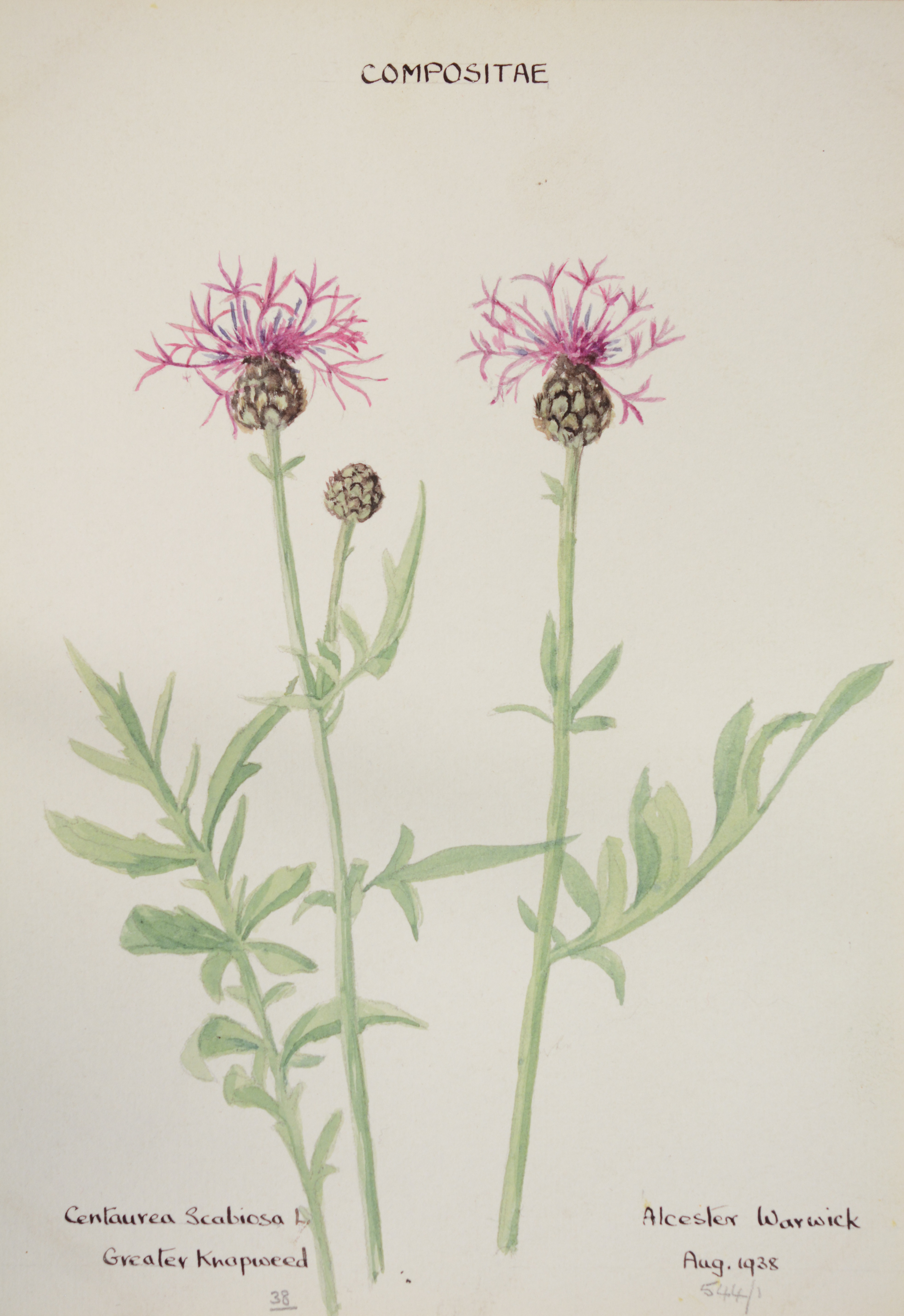 Warwickshire in 100 Objects: Flora Watercolour by Dorothy Cadbury - Our ...