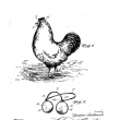 Glasses for Chickens, and Heart Attacks in Rugby
