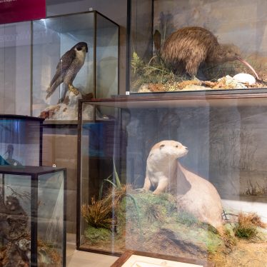 Warwickshire in 100 Objects: Taxidermy Otter by Peter Spicer