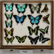 Warwickshire in 100 Objects: Butterfly Collection