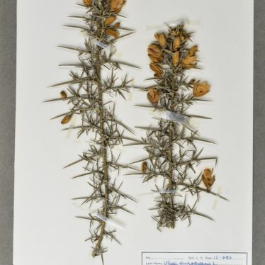 Warwickshire in 100 Objects: Museum Herbarium Sheet