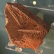Warwickshire in 100 Objects: Fossil Trilobites