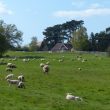 A Warwickshire Farmer at the Victory Parade: Part Two