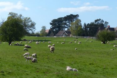 A Warwickshire Farmer at the Victory Parade: Part Two
