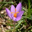 The Autumn Crocus in Warwick