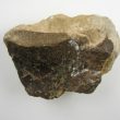 Tales from the Collections: Dinosaurs in Warwickshire