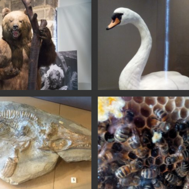 Market Hall Museum Stories