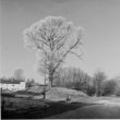 Butlers Marston.  Elm Tree