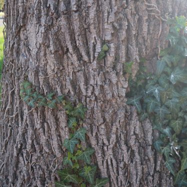 Close up of tree bark. | Image courtesy of Gary Stocker