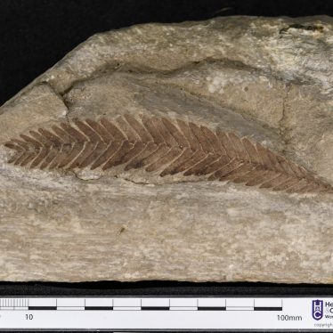 A fossil plant | Image courtesy of Warwickshire Museum Service