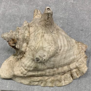 If Shells Could Speak