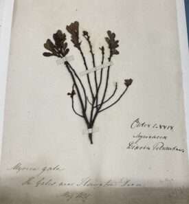 Pressed plants donated by Dr George Lloyd | Image courtesy of Warwickshire Museum Service