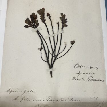 Dr George Lloyd 1804 -1889