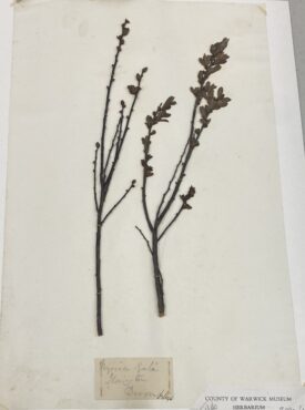 Pressed plants donated by Dr George Lloyd | Image courtesy of Warwickshire Museum Service