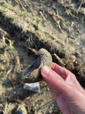Gryphaea (the devil's toenail’) fossil from Upper Tysoe. | Image courtesy of Jon Radley