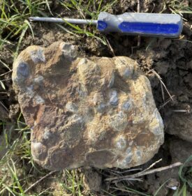 Block of limestone full of fossil shells (Gryphaea – the devil's toenail’) from Upper Tysoe. | Image courtesy of Jon Radley
