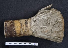 Lacebark | Image courtesy of Warwickshire Museum Service