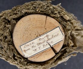 Lacebark | Image courtesy of Warwickshire Museum Service