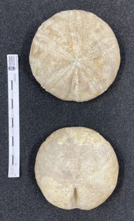 Fossil sea urchins from Cross Hands Quarry | Image courtesy of Warwickshire Museum