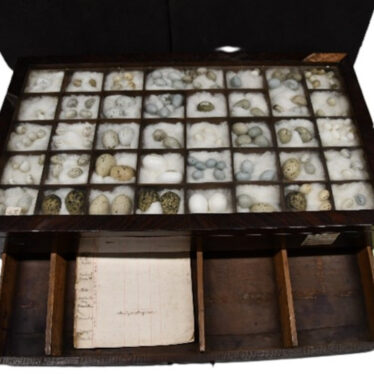 Purpose built display cabinet, housing Miss Greener’s egg donation | Image courtesy of Victoria Young