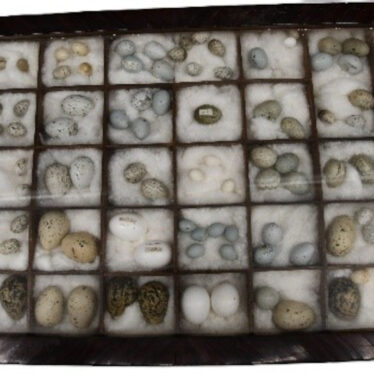 Purpose built display cabinet, housing Miss Greener’s egg donation | Image courtesy of Victoria Young