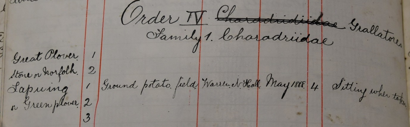 Part of the notebook detailing Arthur’s collection of Lapwing eggs