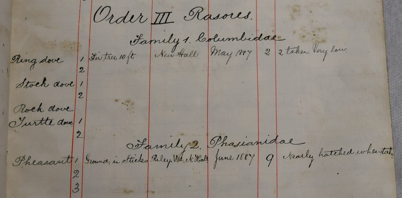 Part of the notebook detailing Arthur’s collection of the pheasant’s eggs