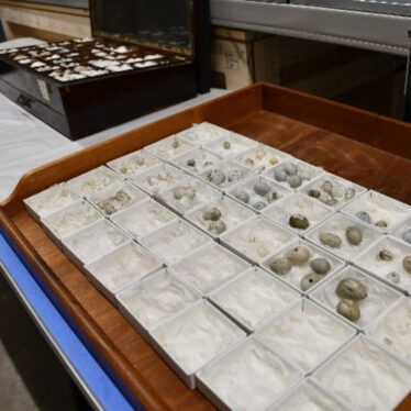 Replica of the cabinet layout containing the eggs | Image courtesy of Victoria Young