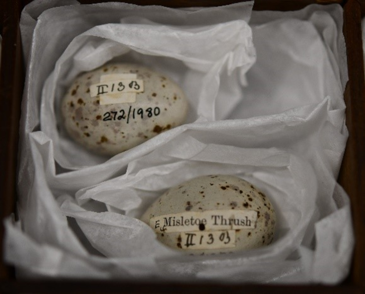 Eggs with original labels